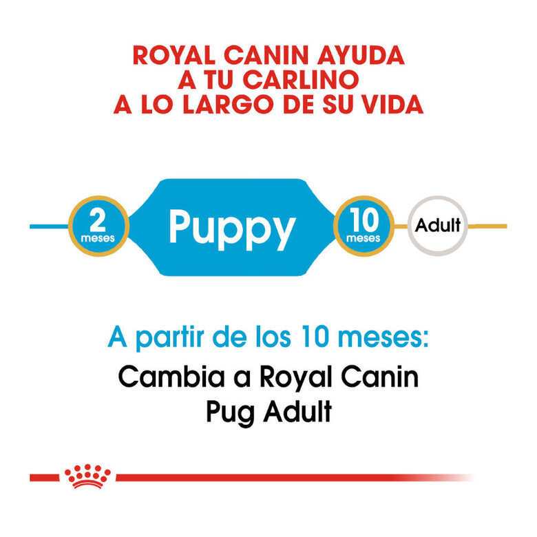 Royal Canin Puppy Pug ração para cães, , large image number null